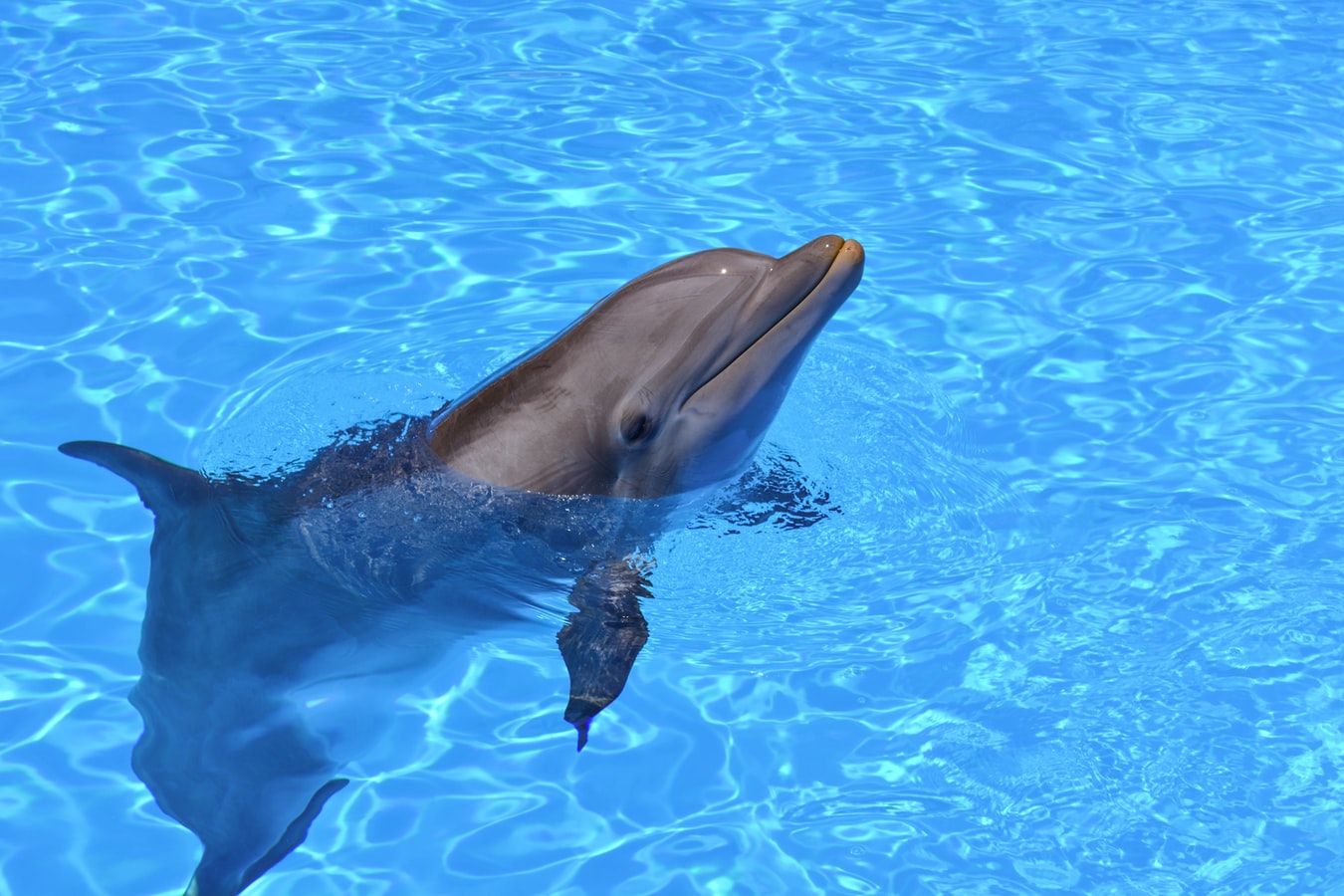 paradise dolphin tours anna maria island